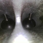 Intake Cleaning walnut shell blasting Mini Cooper S carbon removal Intake Cleaning walnut shell blasting Mini Cooper S carbon removal